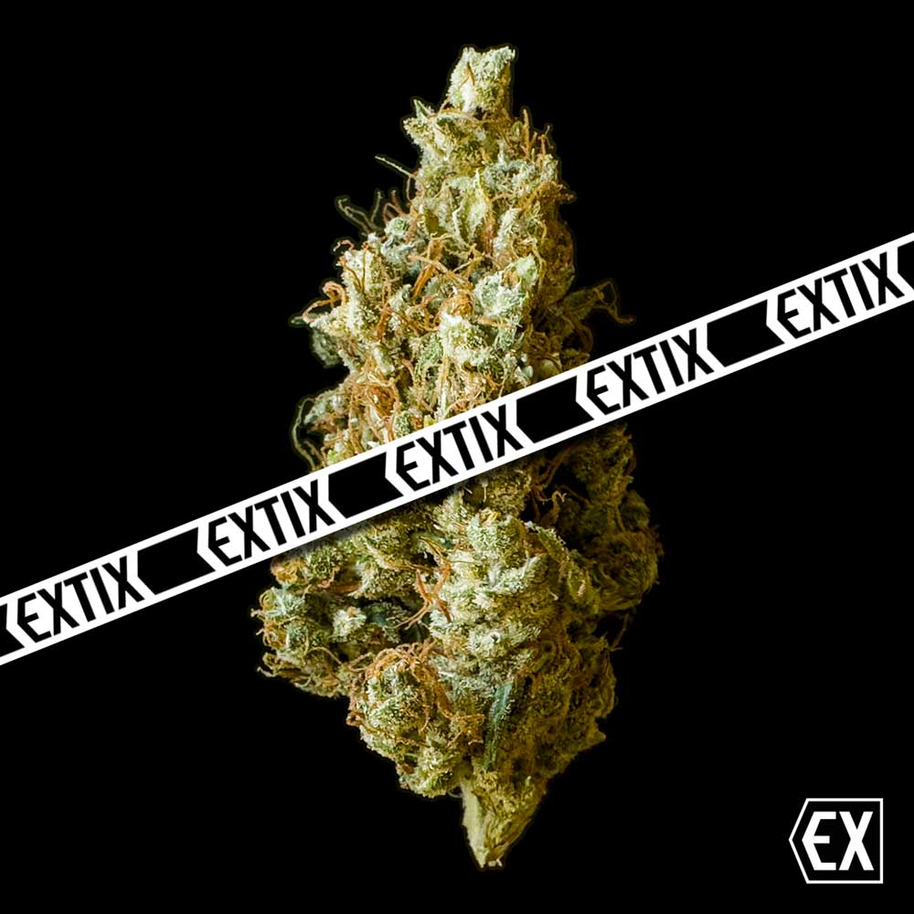Unkle Stak-47 cannabis strain by EXTIX