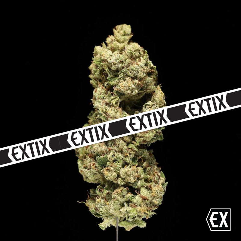 Da Vinci Cake cannabis strain by EXTIX