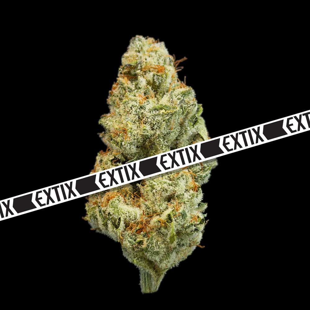 Hash Dragon cannabis strain by EXTIX