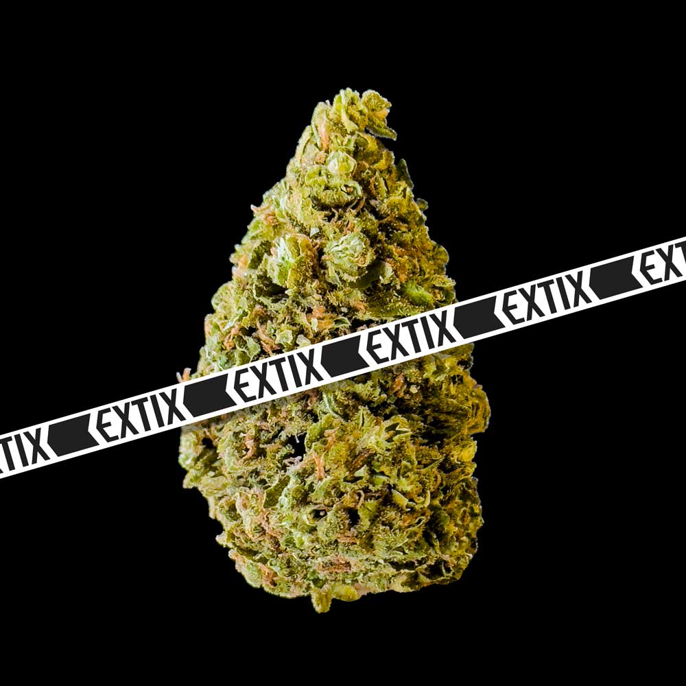 Tutankhamon cannabis strain by EXTIX