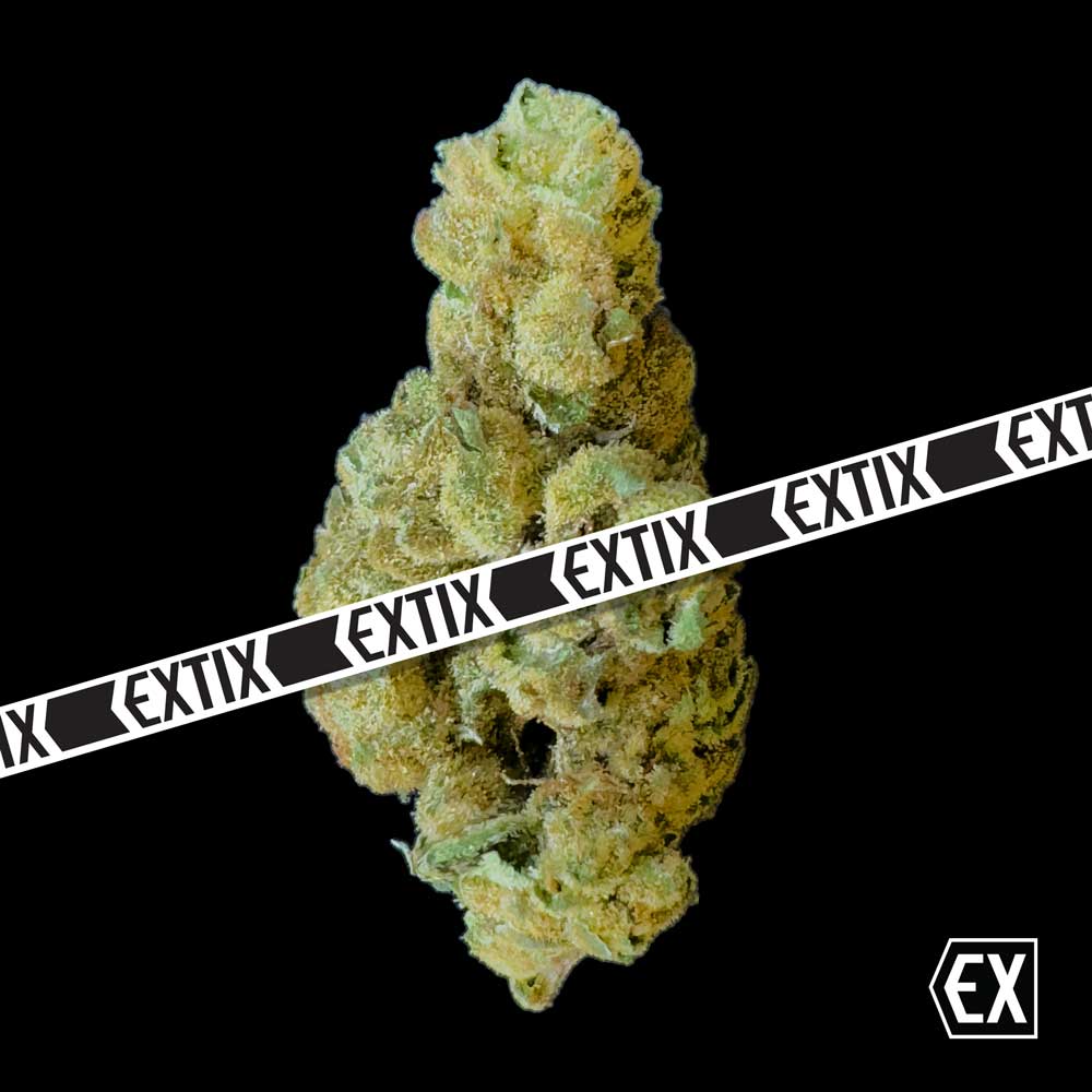 Formula X cannabis strain by EXTIX