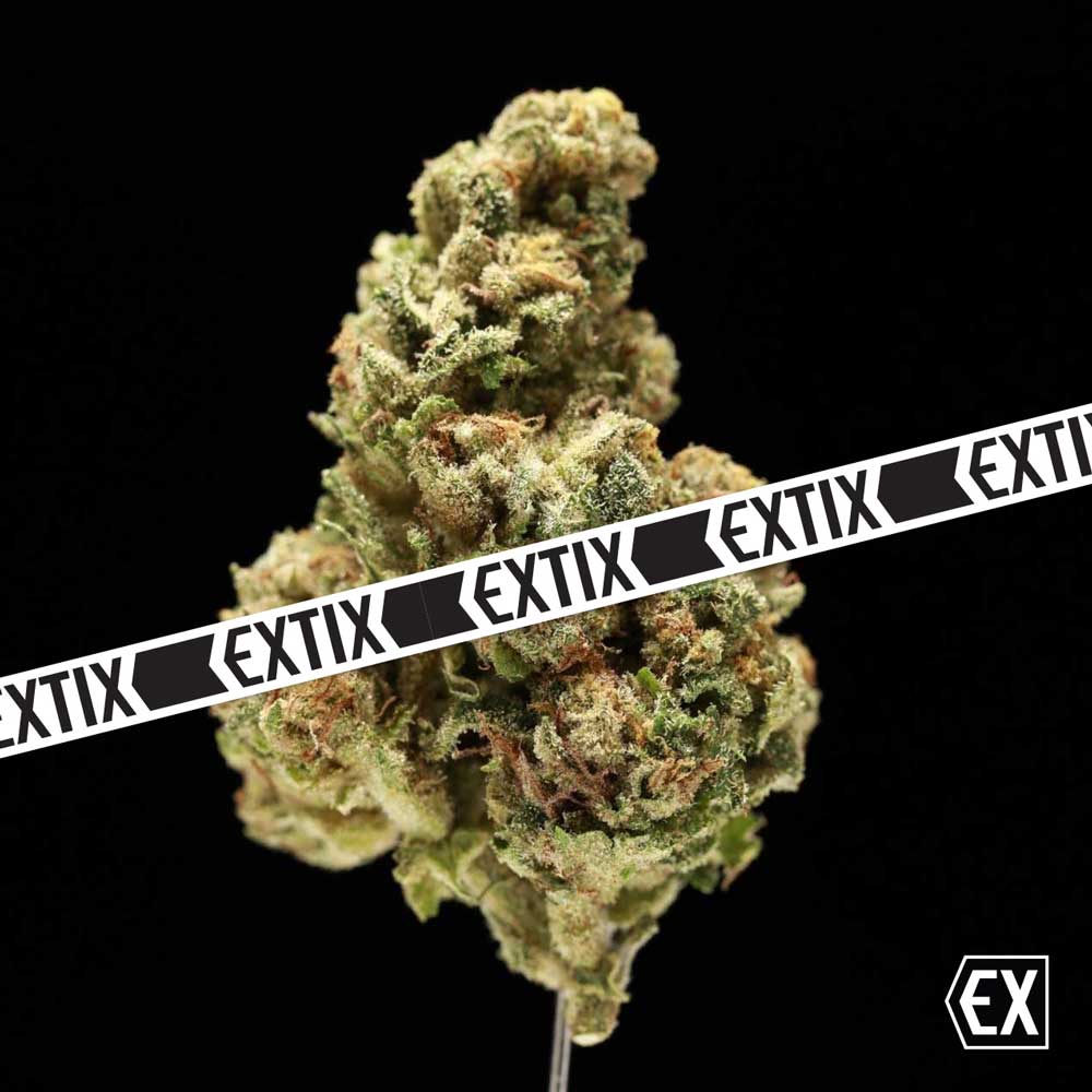 Mood Builder cannabis strain by EXTIX