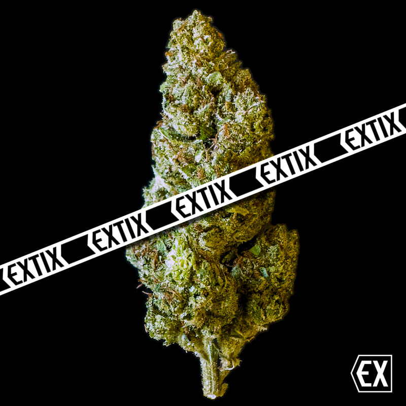 Newtons Lemon cannabis strain by EXTIX