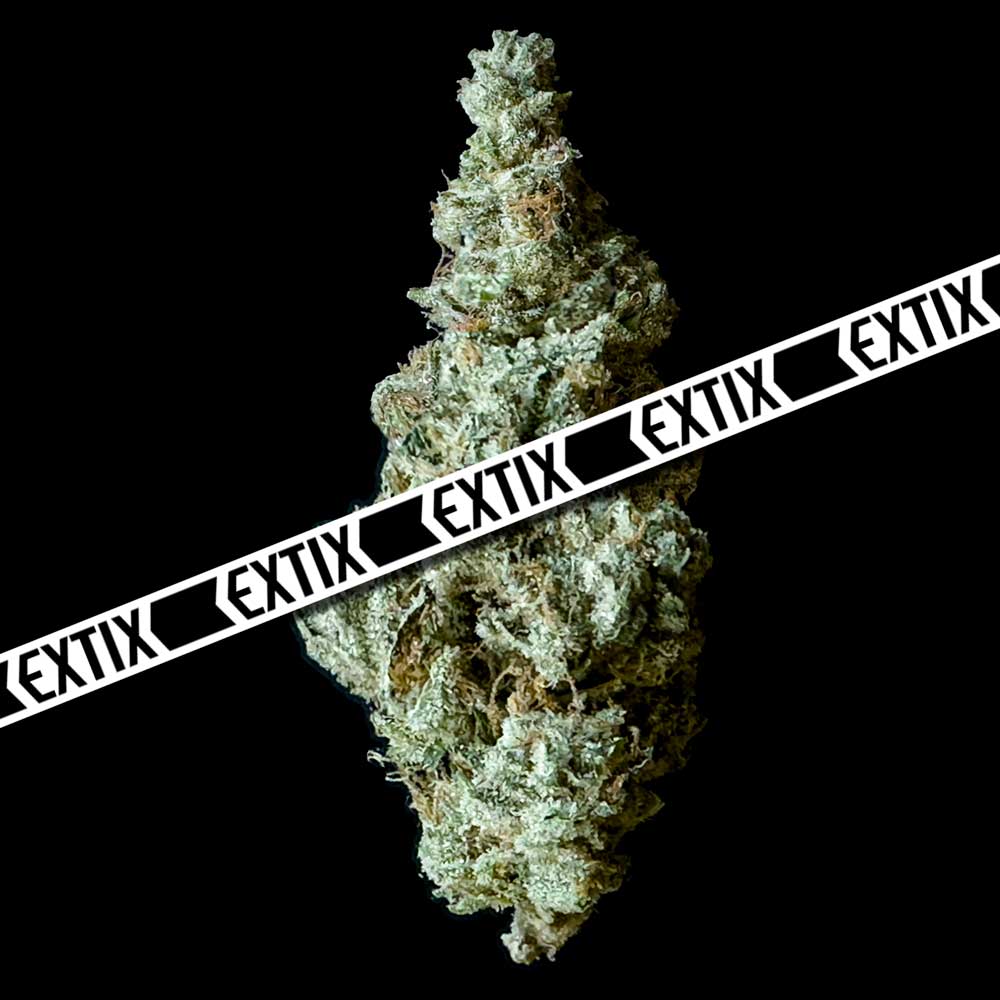 Cheese cannabis strain by EXTIX