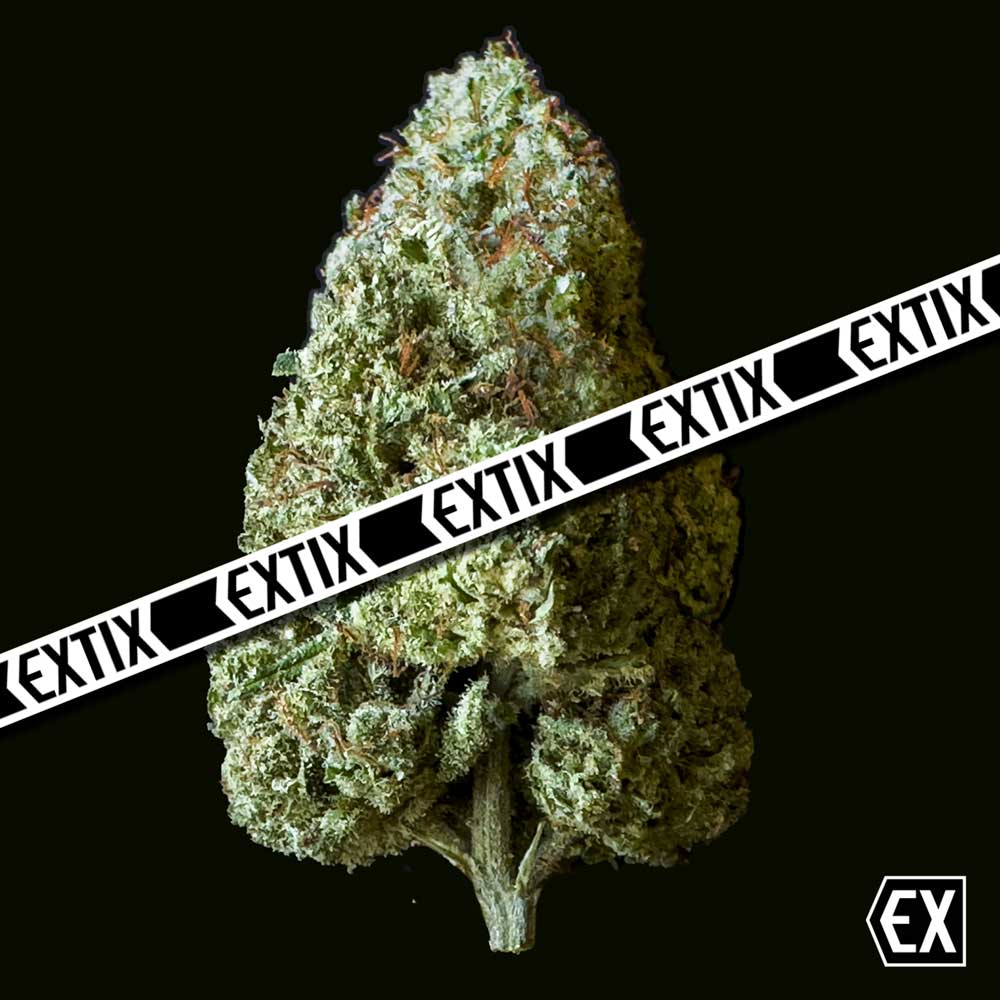 Drag Daddy cannabis strain by EXTIX