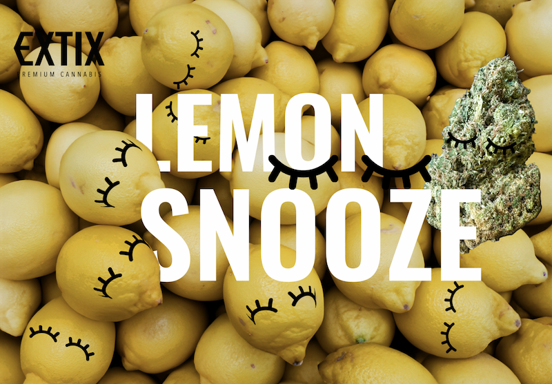 Introducing Lemon Snooze: Your Path to Tranquil Bliss