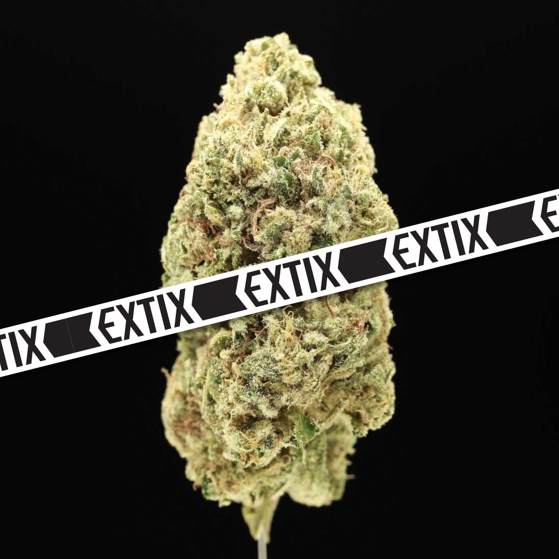 Exploring the Runtz Cannabis Sensation: Where Flavors and Effects Converge