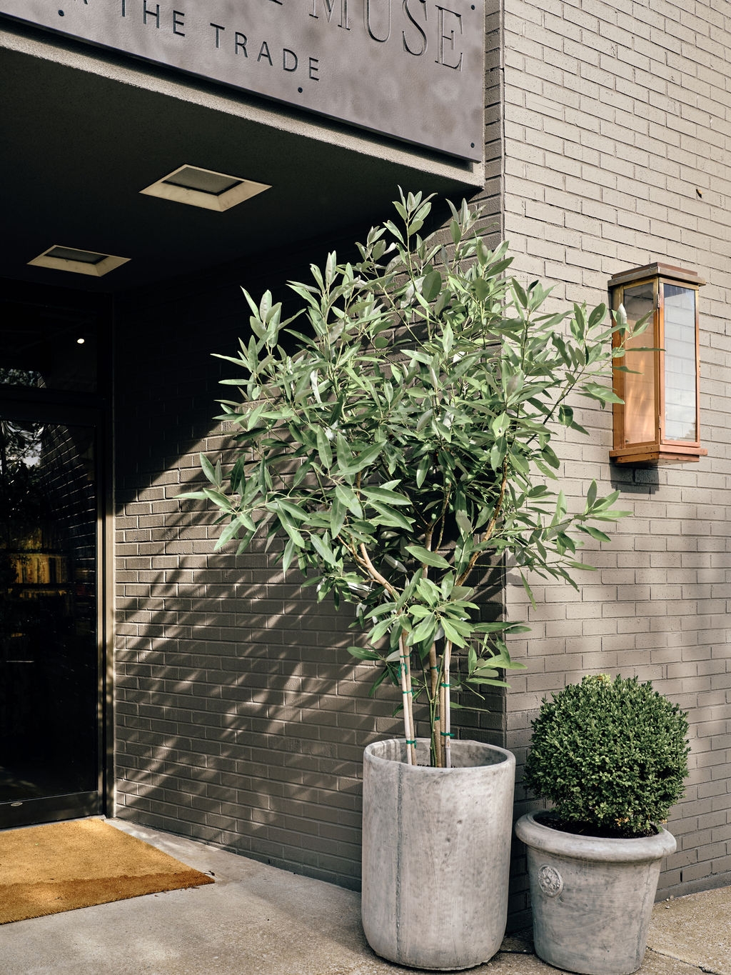 Potted olive tree and boxwood at the showroom front door