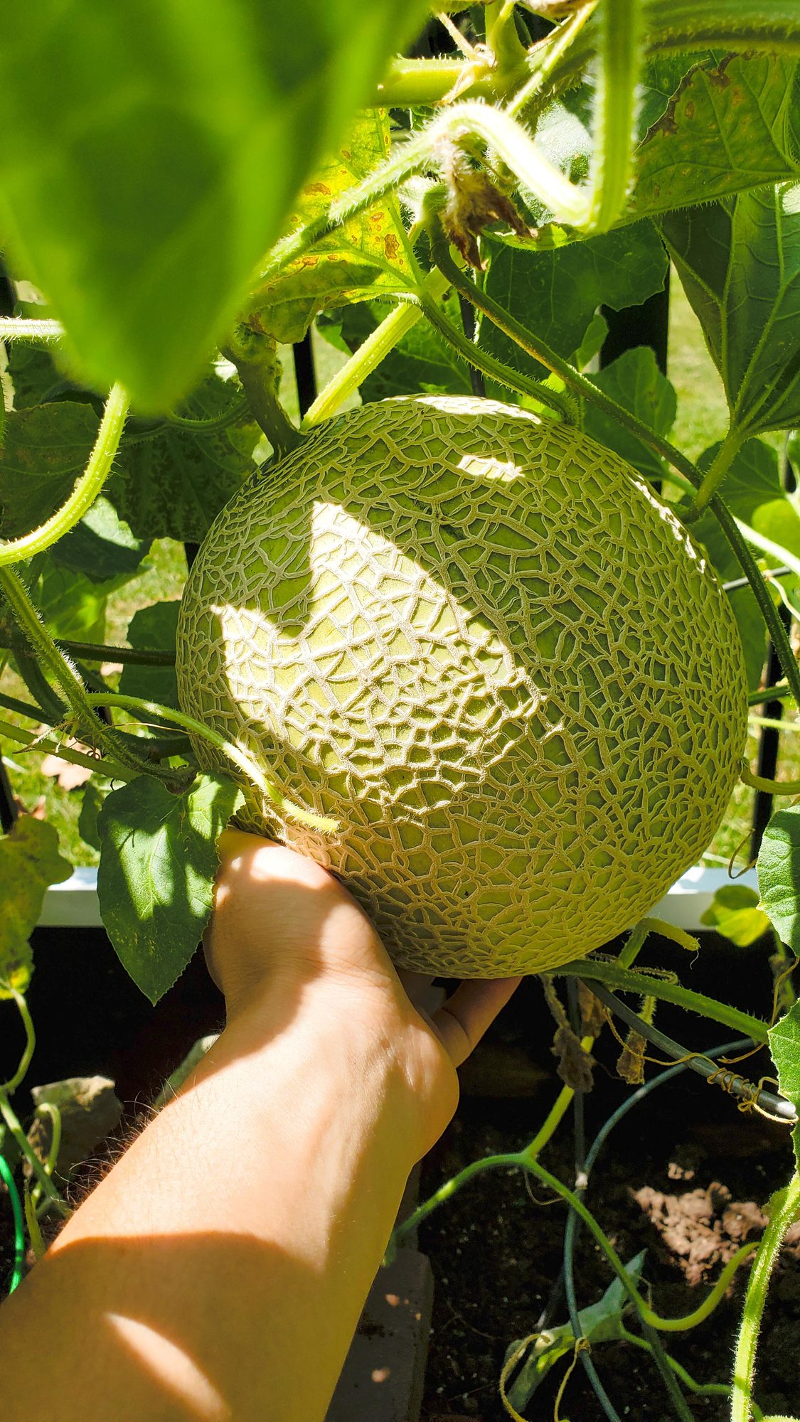 Cantaloupe growing on the vine