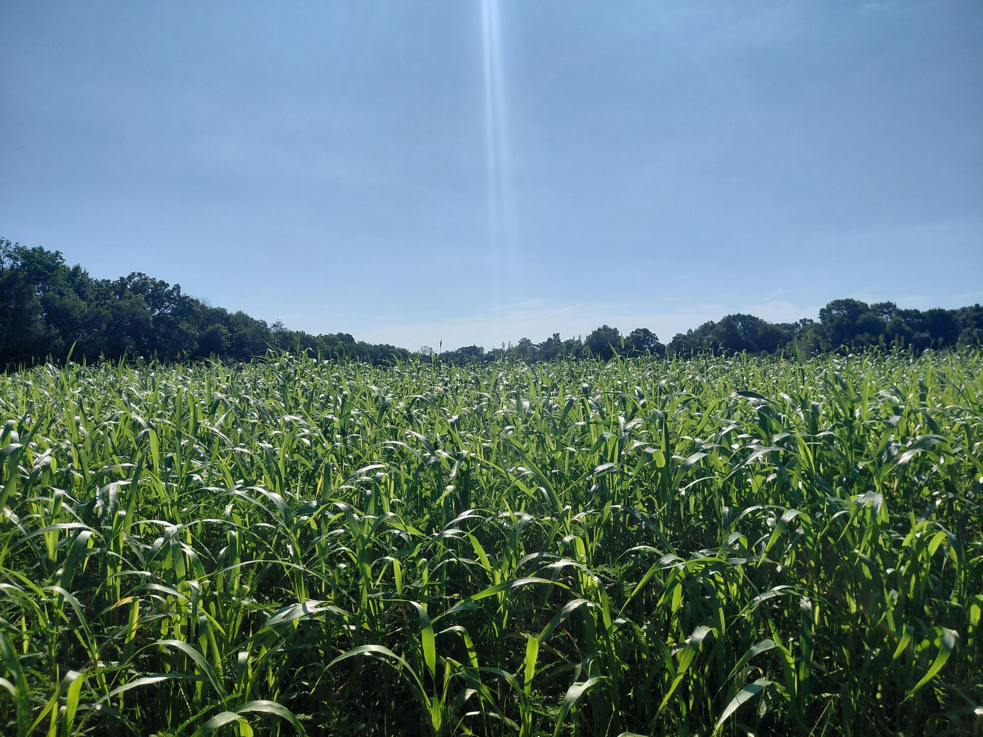 A cornfield on an Arkansas farm