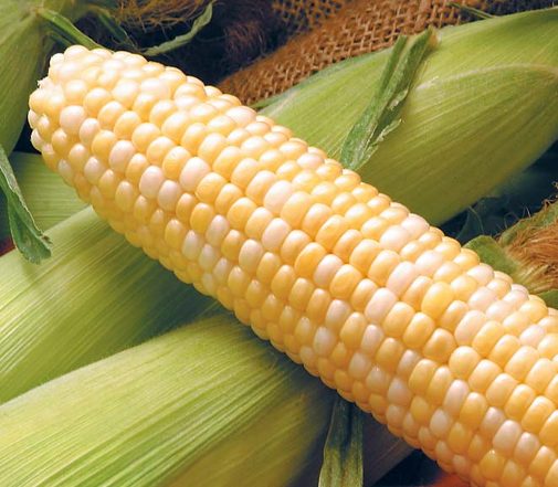 An ear of sweet corn