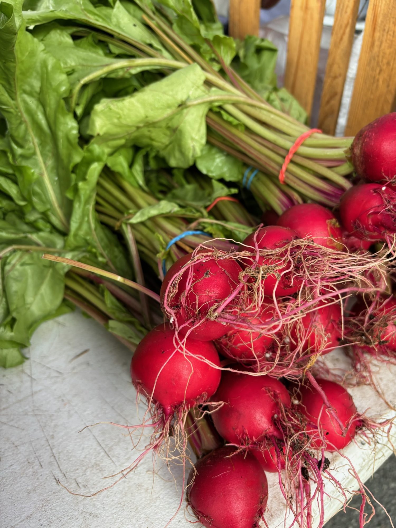 Freshly harvested radishes