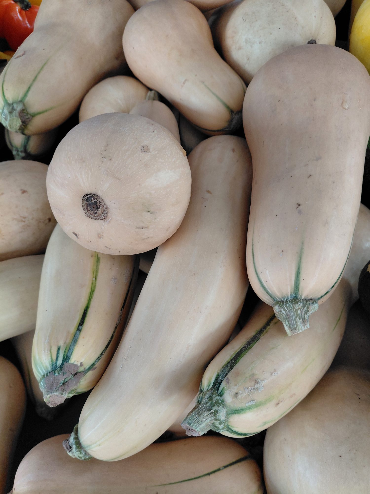 Butternut squash