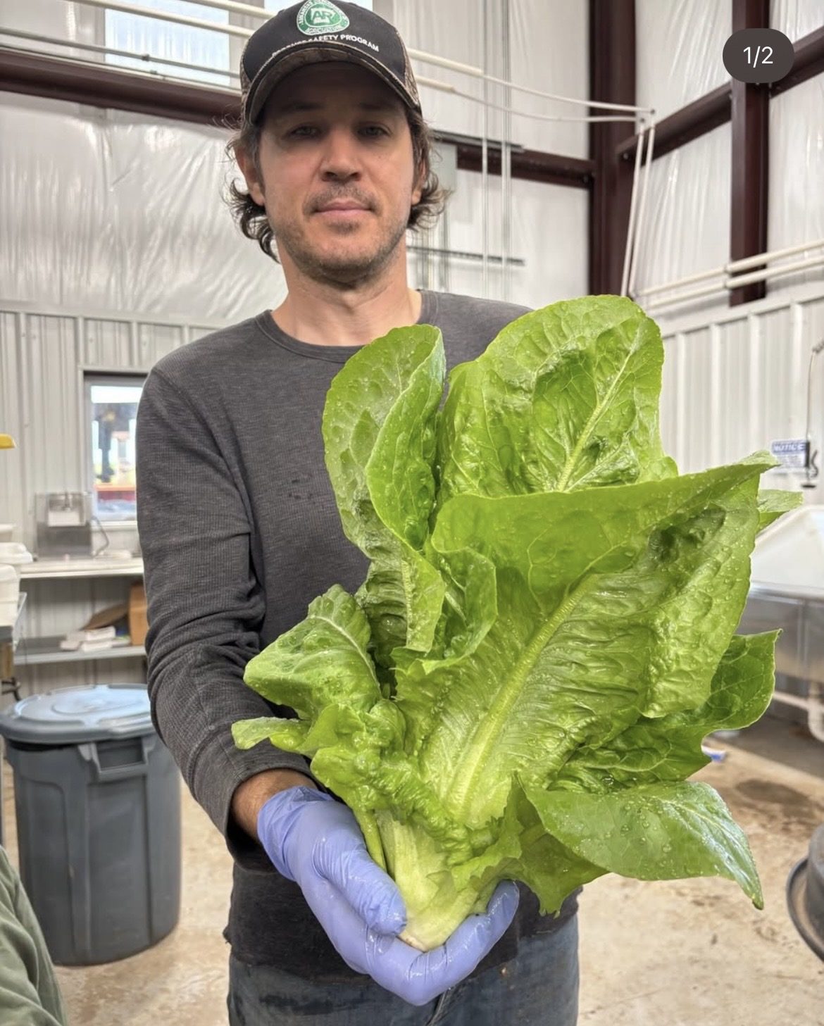 A farmer holding a large head of romaine