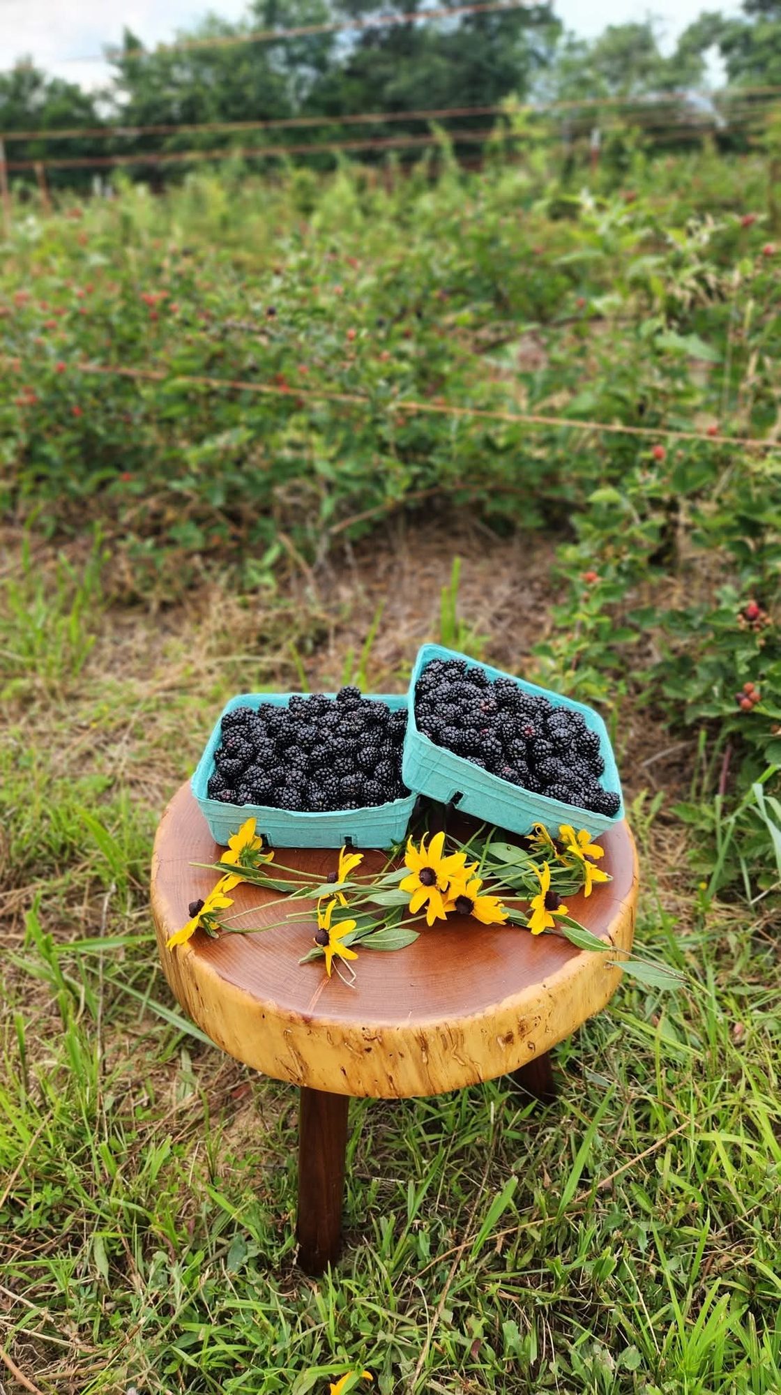 Fresh berries in pint baskets with sunflowers
