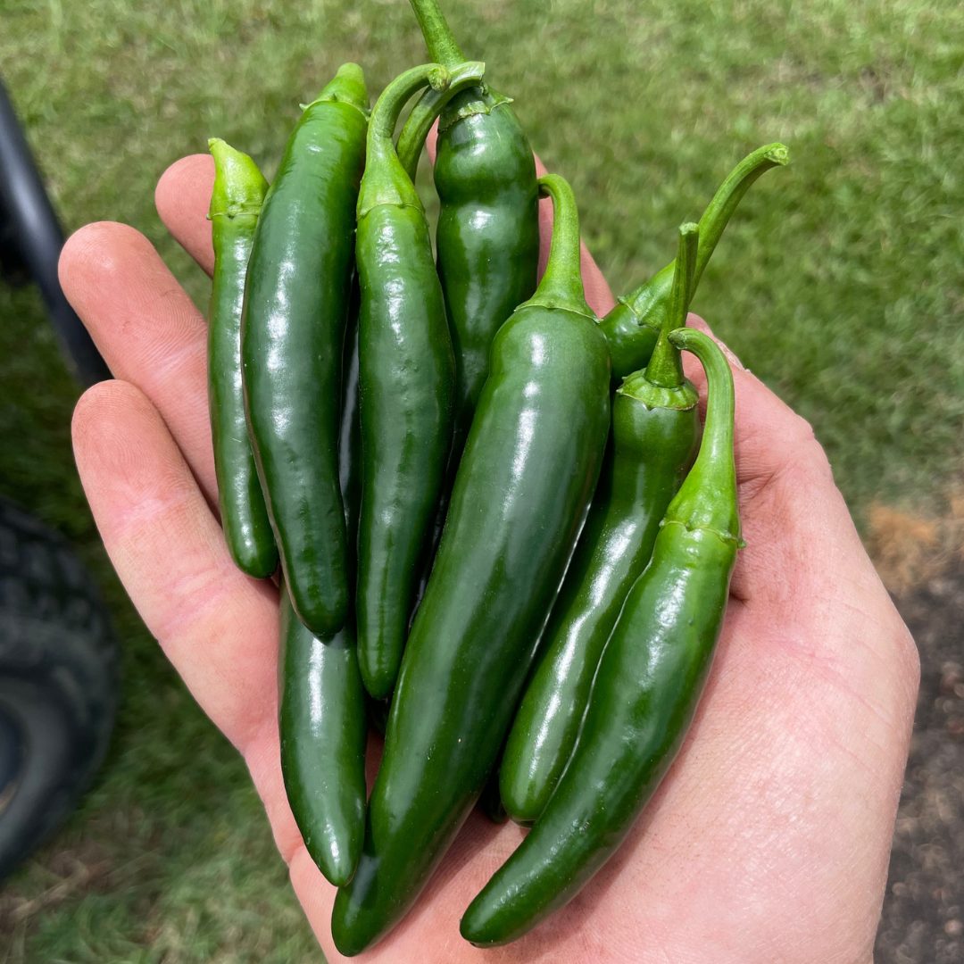 Serrano peppers held in hand
