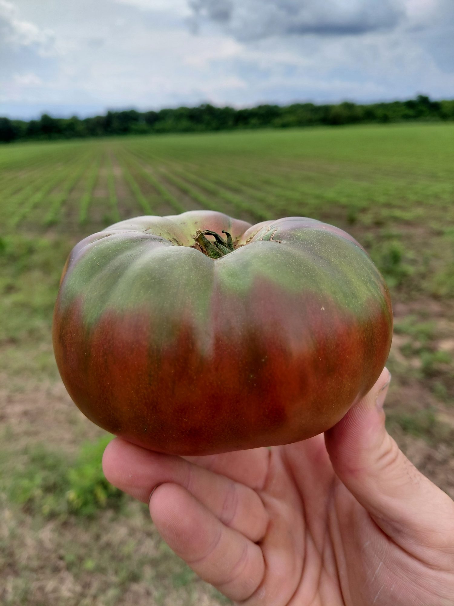An heirloom tomato held up in the field