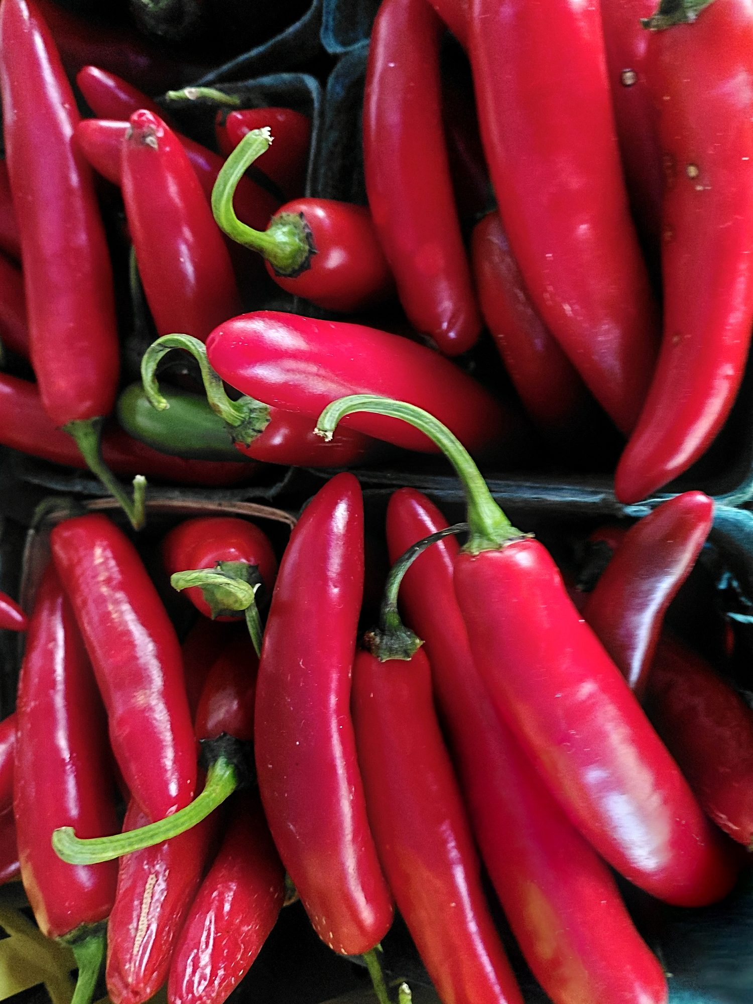 Red chili peppers