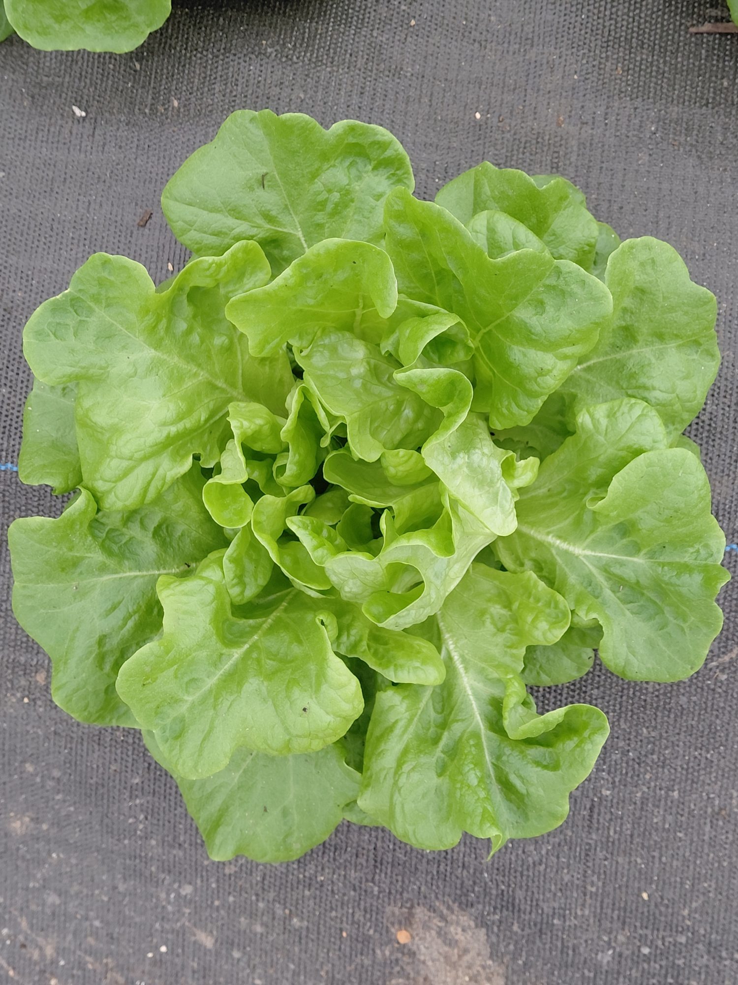 A head of fresh lettuce