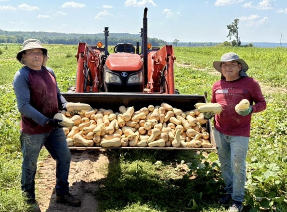 Farmers harvesting squash in the field beside a tractor