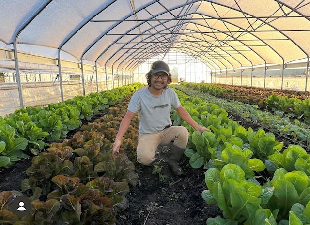 A farmer among rows of lettuce in a high tunnel