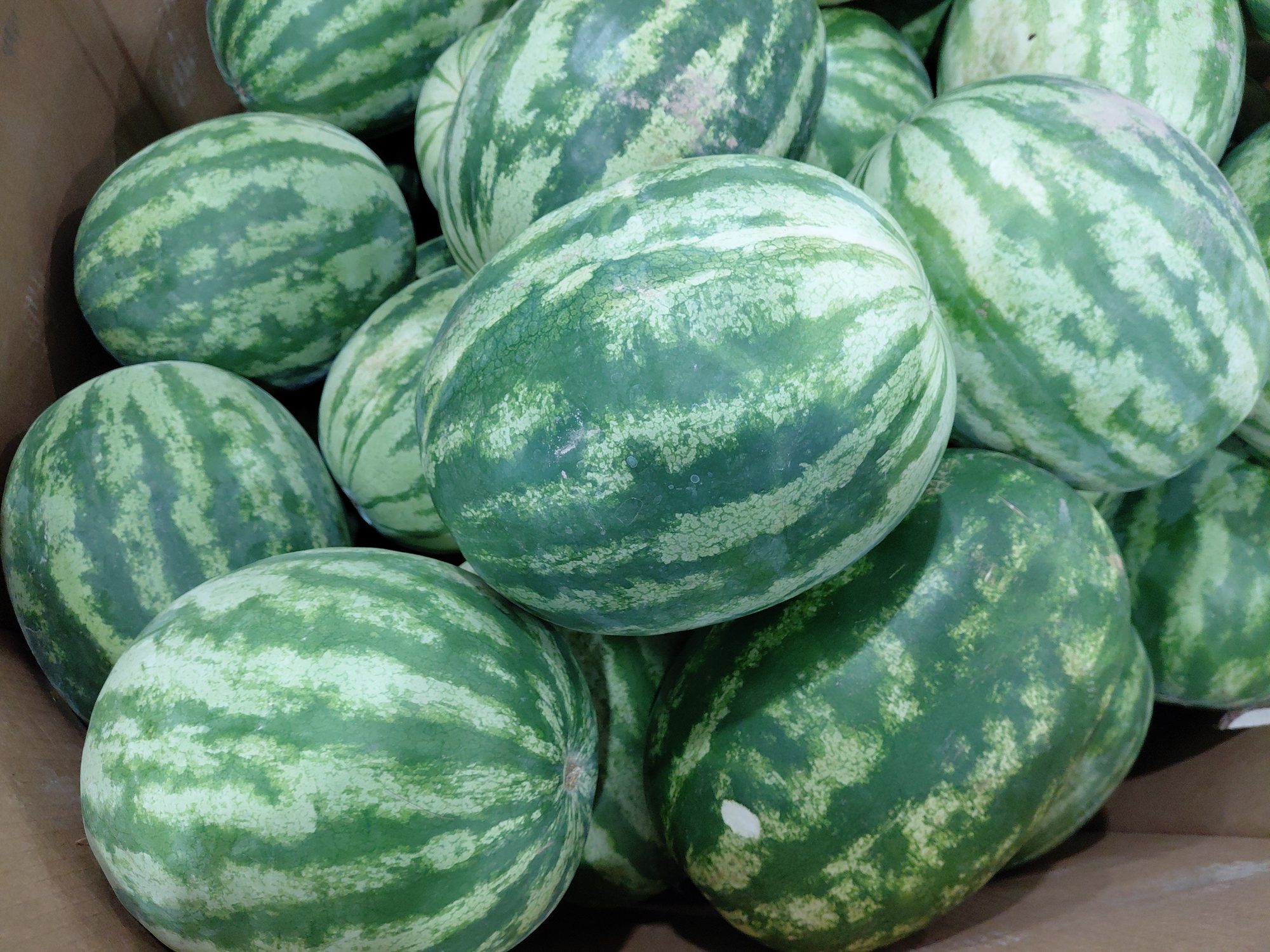 Watermelons