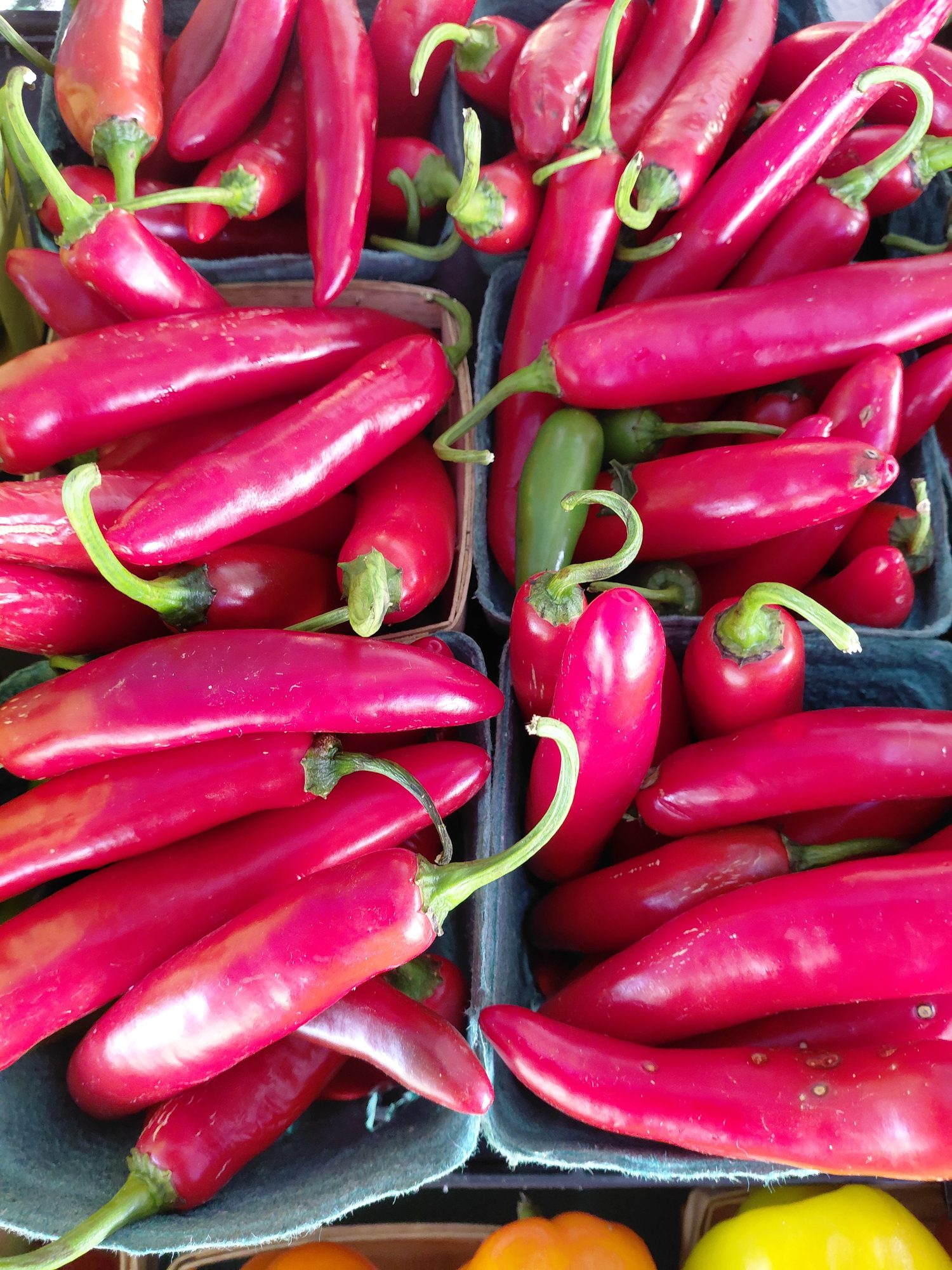 Red chili peppers at the market