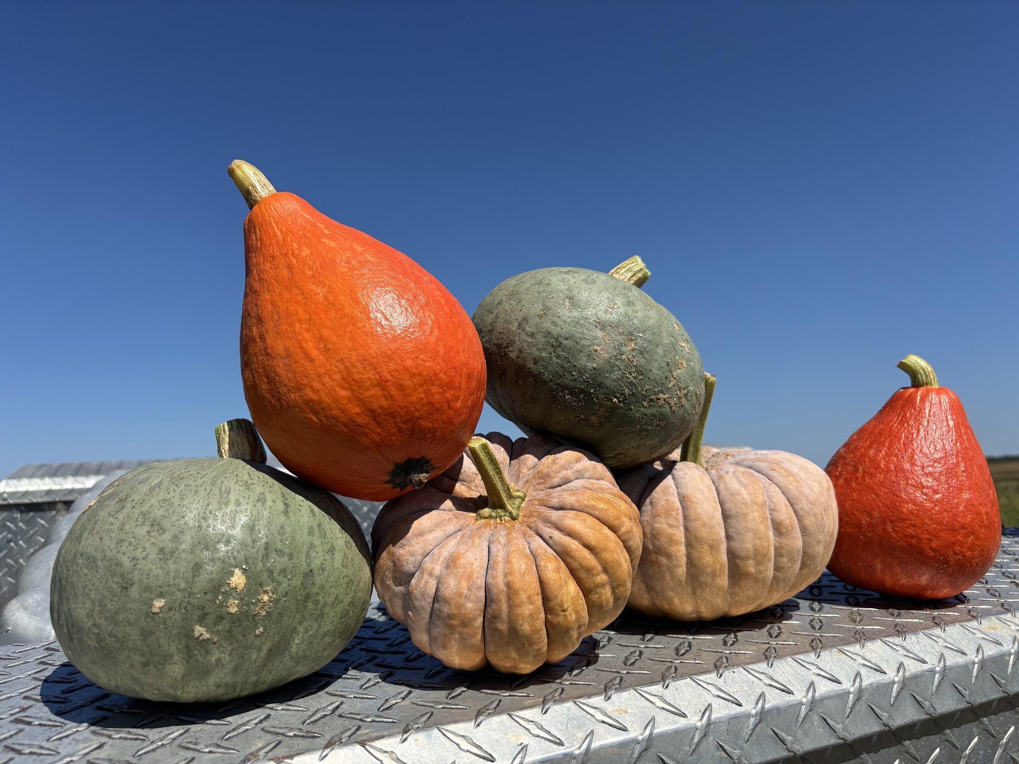 Red kuri, kabocha and other winter squash grown by FRESH Network farms in Arkansas