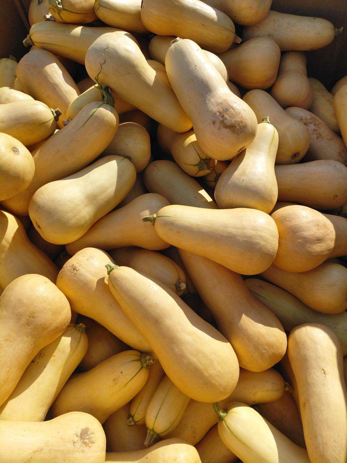 Freshly harvested butternut squash from an Arkansas FRESH Network farm
