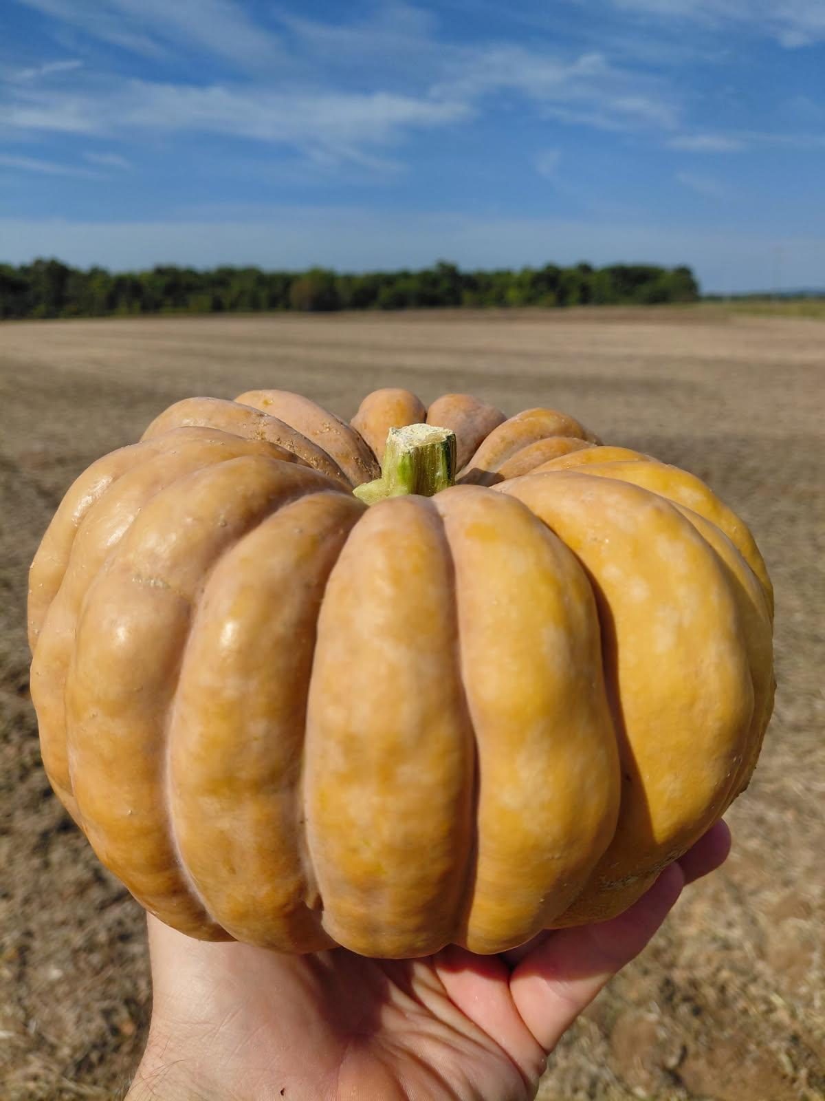 A ribbed tan winter squash held up in the field at an Arkansas FRESH Network farm