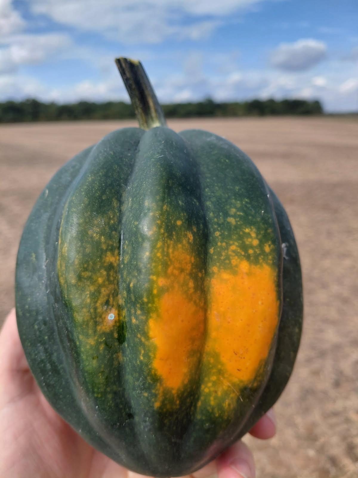 An acorn squash held up in the field at an Arkansas FRESH Network farm