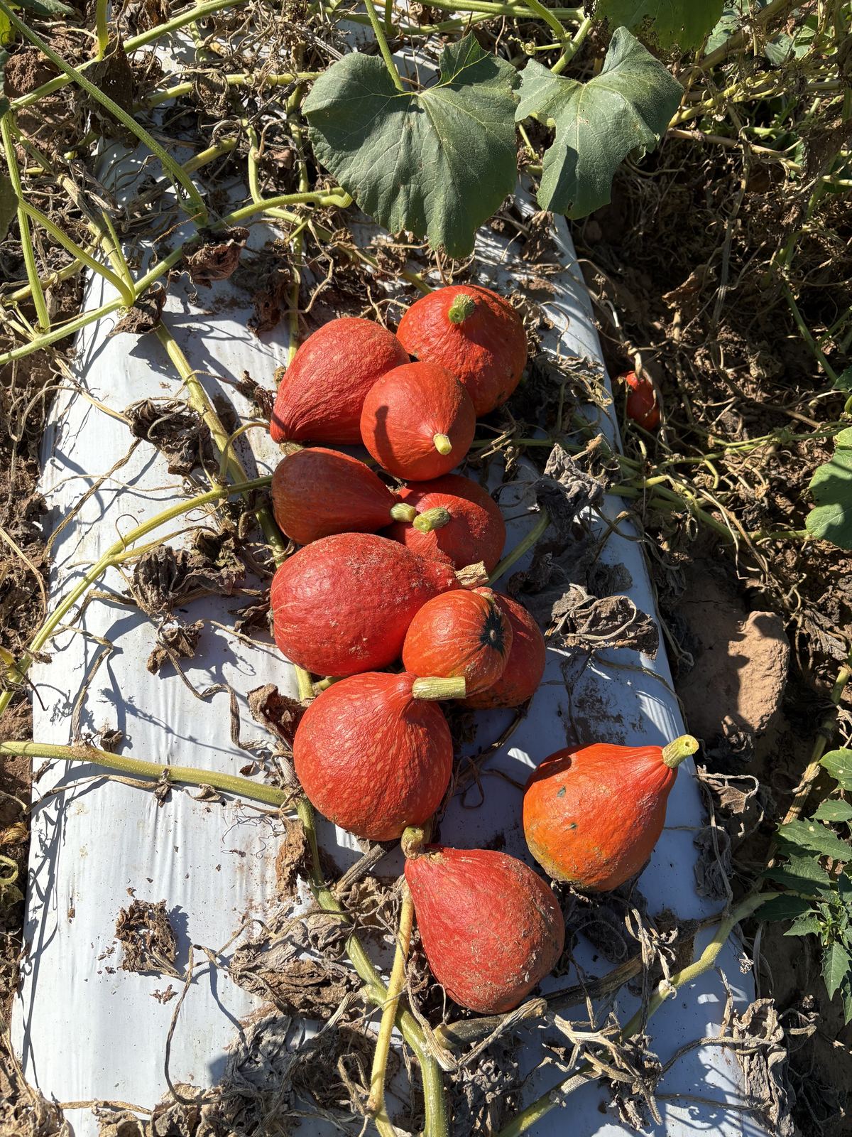 Red kuri squash ripening on the vine at an Arkansas FRESH Network farm