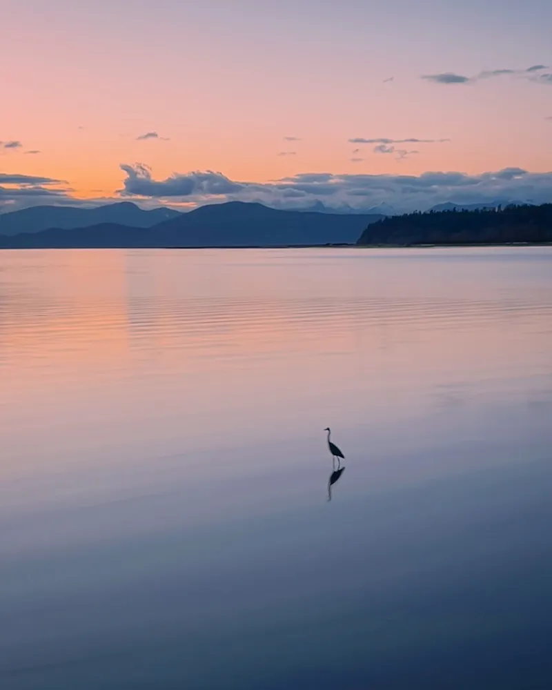 Great blue heron standing in still water at dusk with pink clouds and distant mountains
