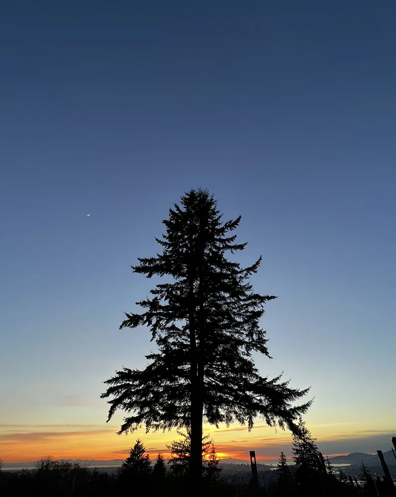 Silhouette of a tall evergreen tree against a deep blue twilight sky with a glow on the horizon