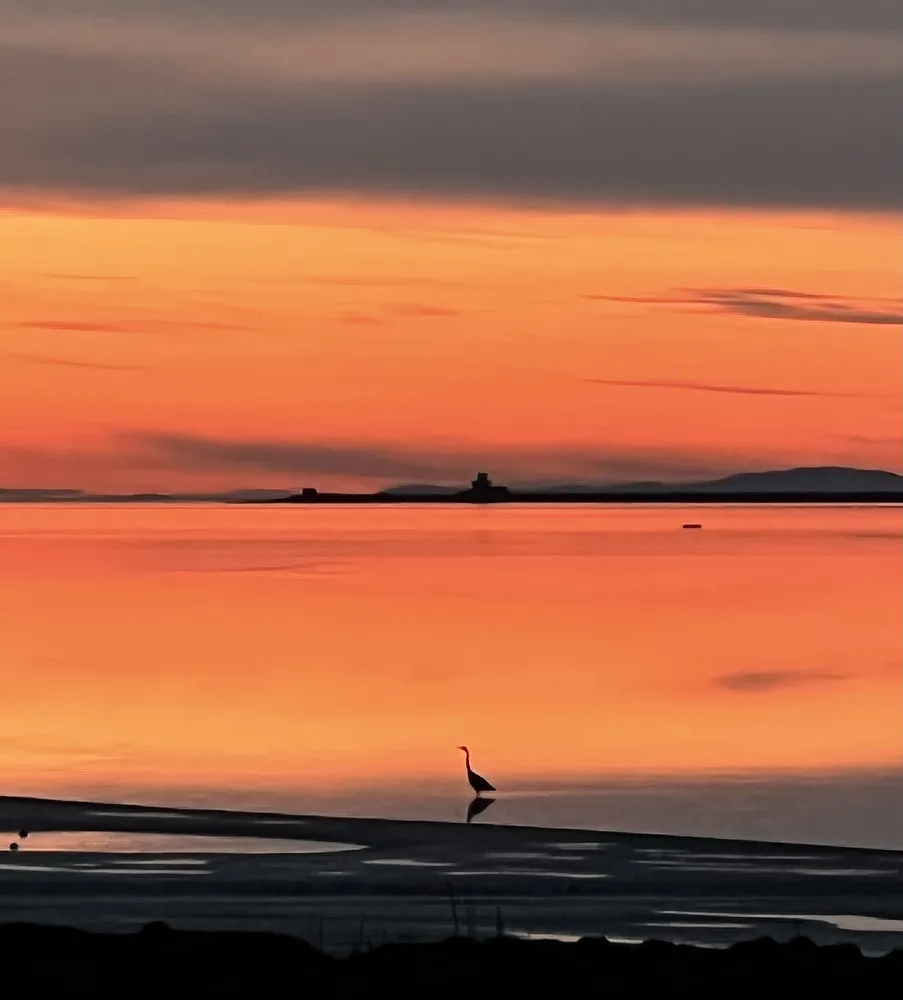 Heron wading in shallow tidal water under a vivid orange and pink sunset sky