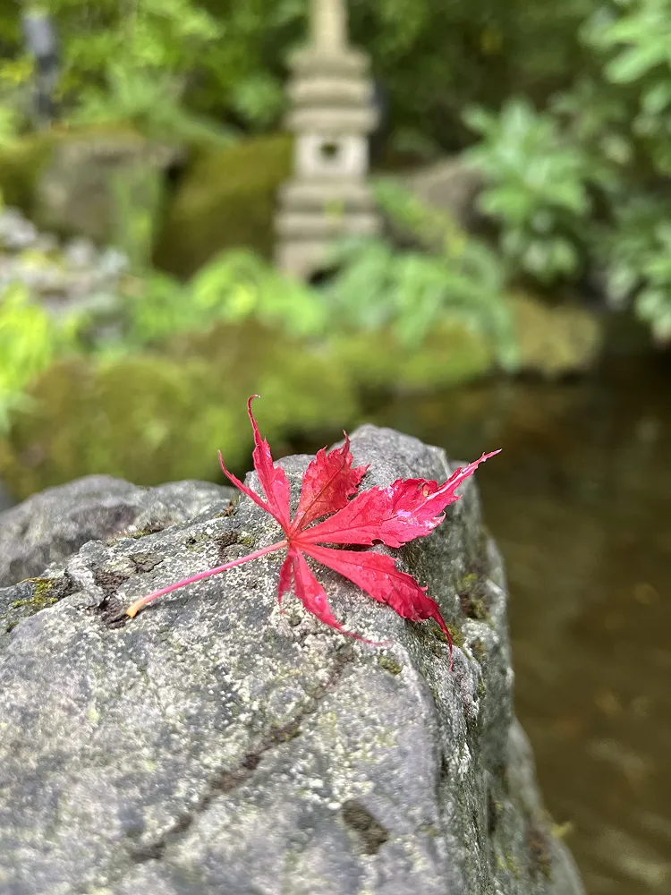 Red maple leaf resting on a rock by a pond with a stone lantern in a Japanese garden