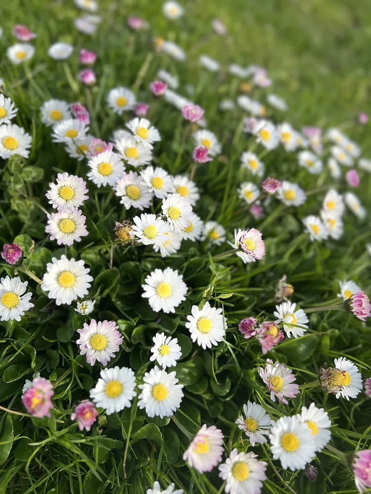 Small white and pink daisies scattered through green grass