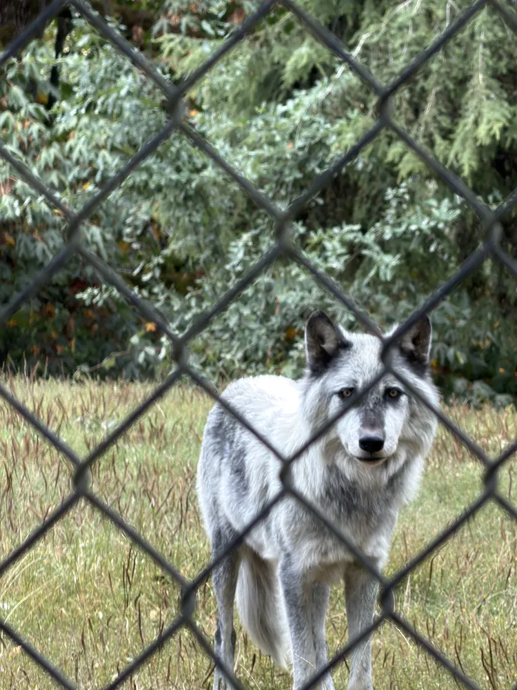 Close view of a grey wolf staring through a chain link fence