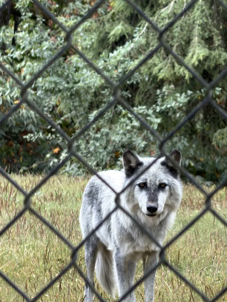 Grey wolf standing in the grass looking toward the camera through a chain link fence