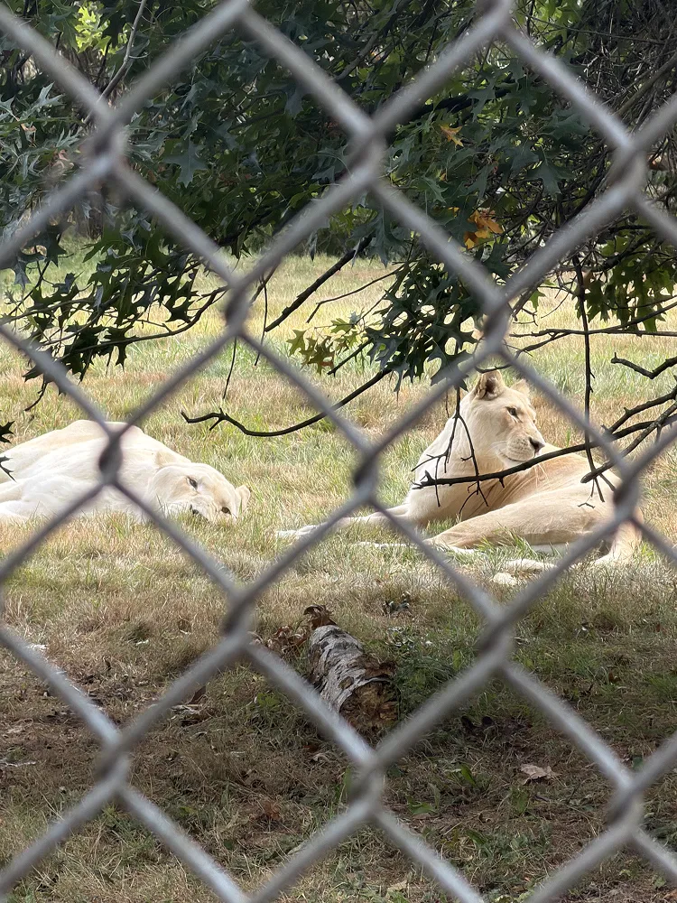 Two white lionesses lying in the grass behind a chain link fence