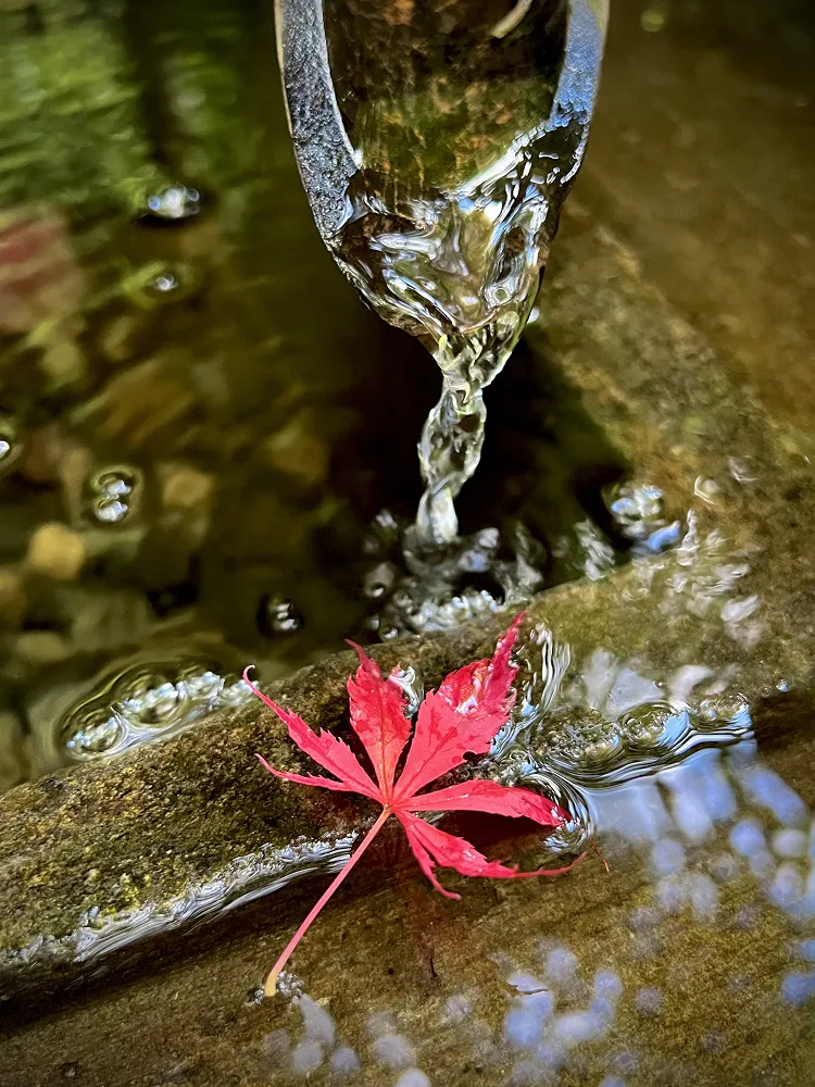 Red maple leaf resting on a mossy stone beneath a small trickling stream of water