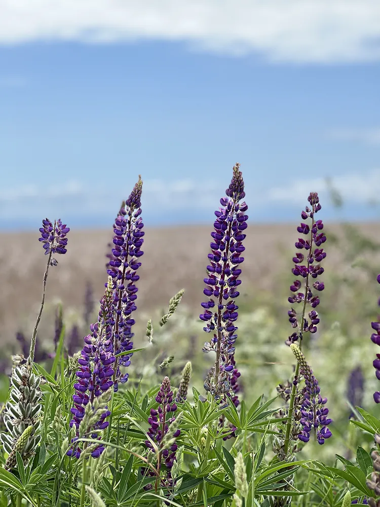 Tall purple lupine flowers in a meadow under a blue sky