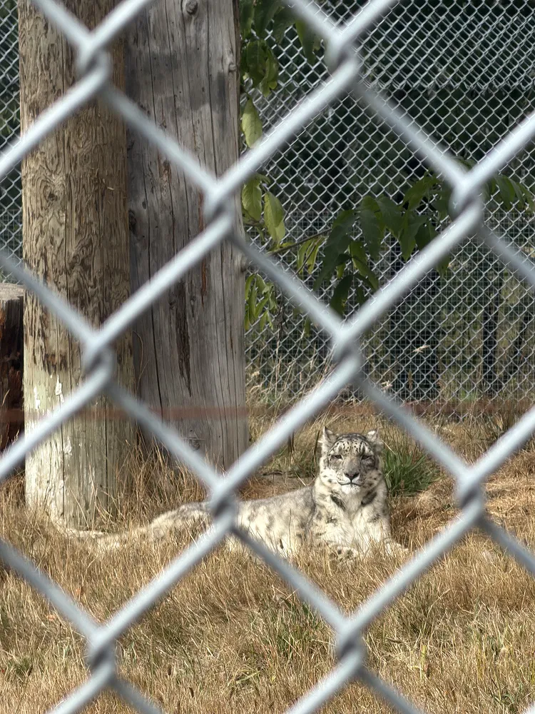 Snow leopard lounging in dry grass beside a tree, seen through a wire fence