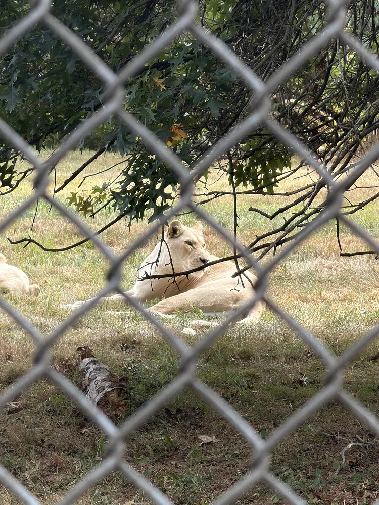 White lioness resting in the grass, seen through a chain link fence
