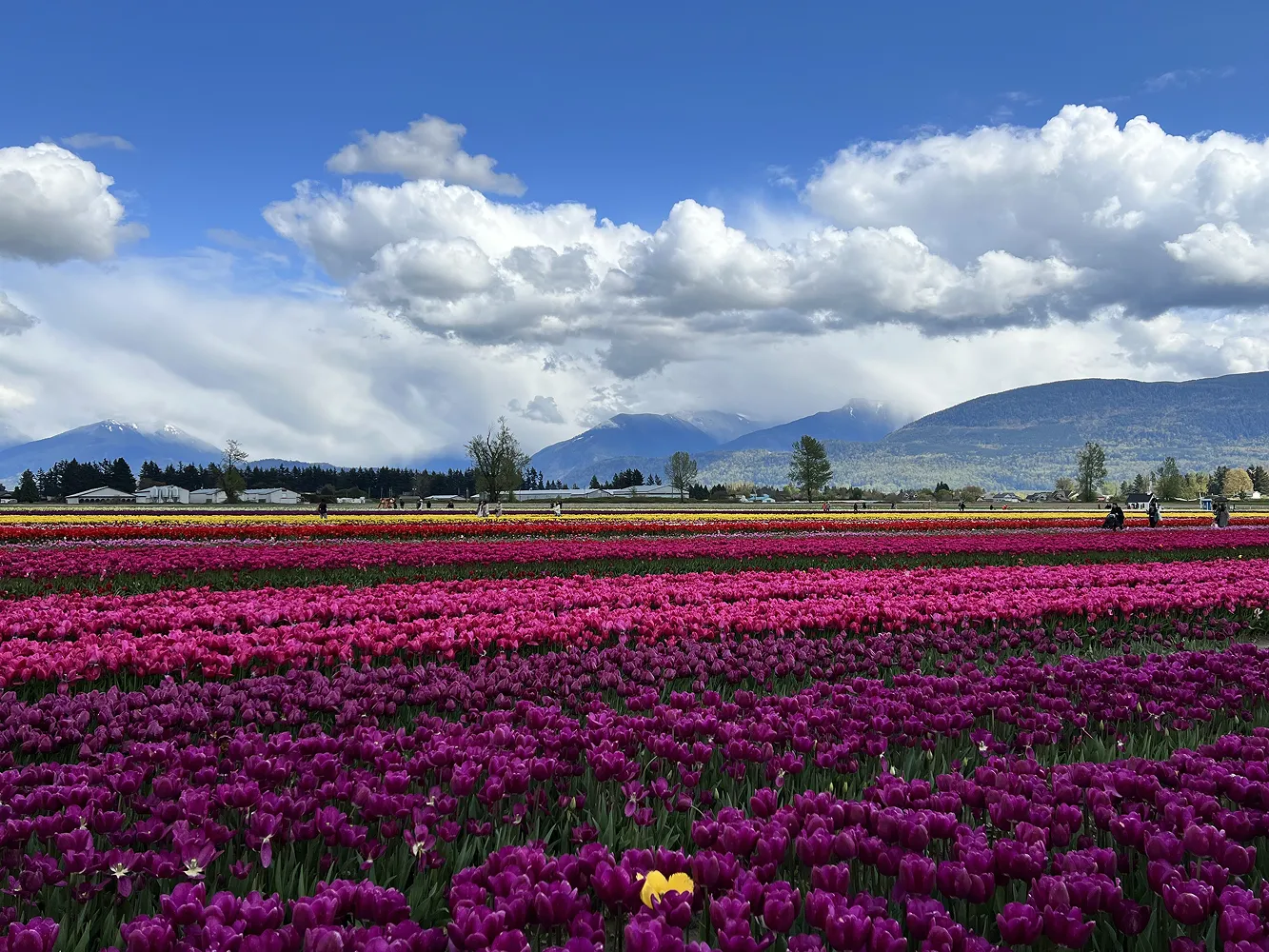 Rows of purple and pink tulips stretching toward distant hills under a cloudy sky