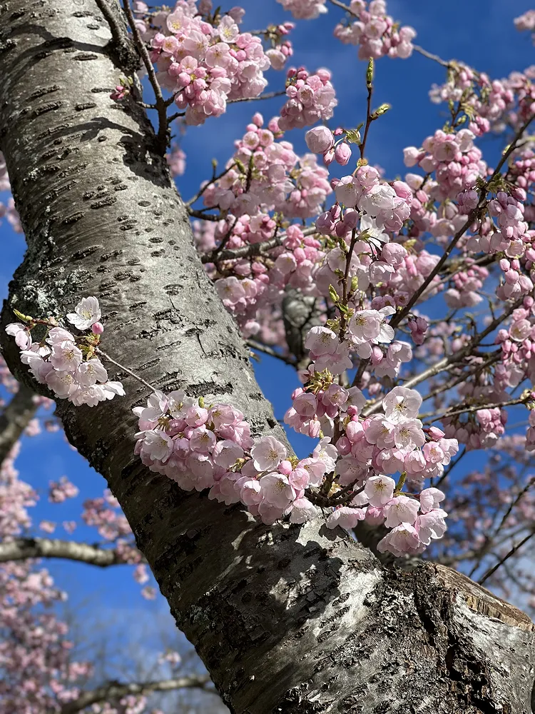 Pink cherry blossoms growing along an old tree trunk against a bright blue sky