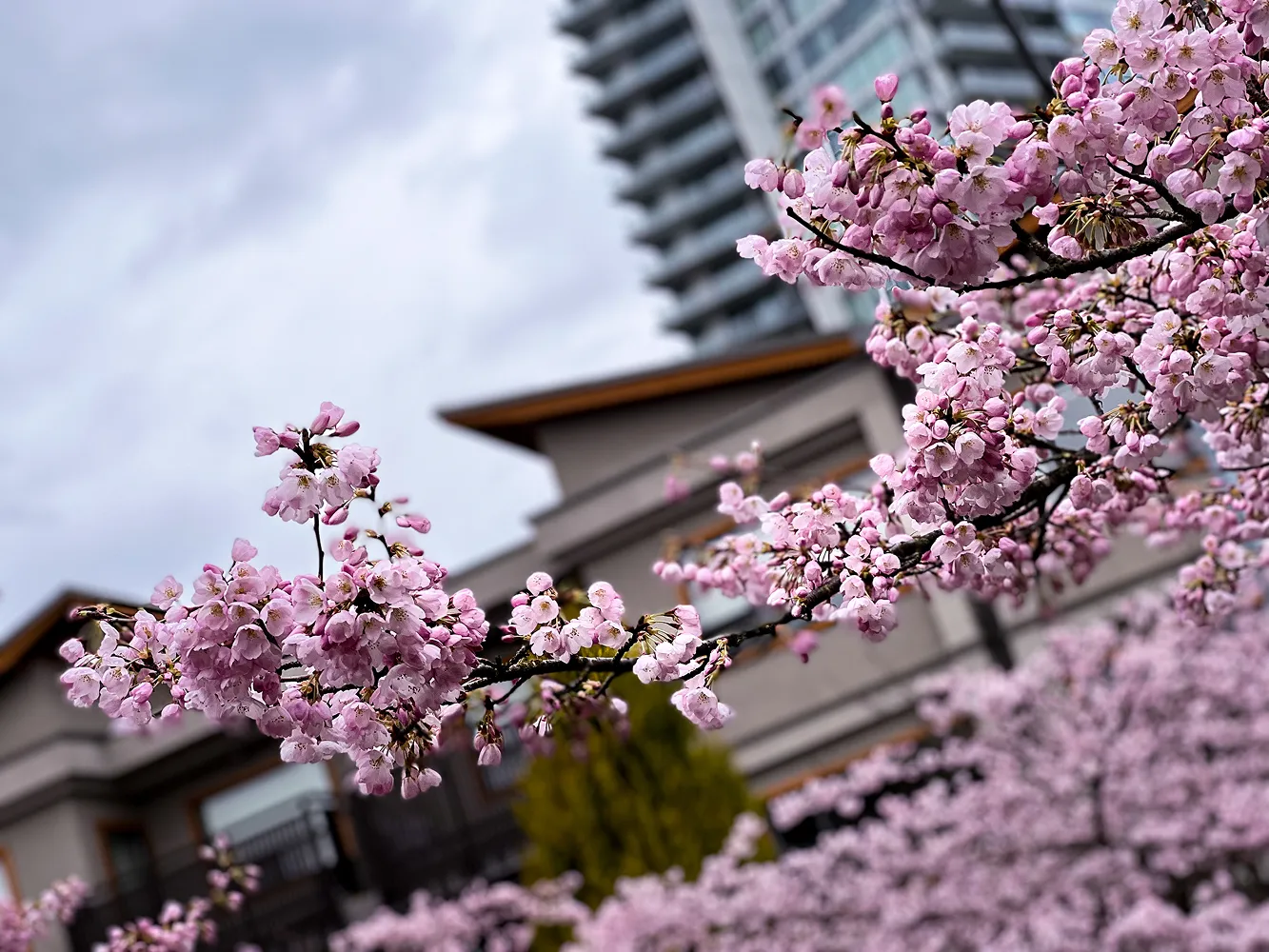 Pink cherry blossoms in full bloom in front of a traditional building and a city high rise