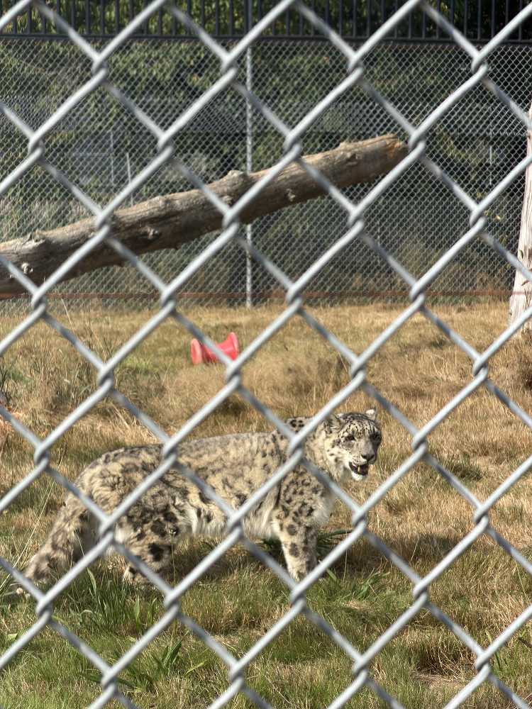 Two snow leopards resting in the grass behind a chain link fence