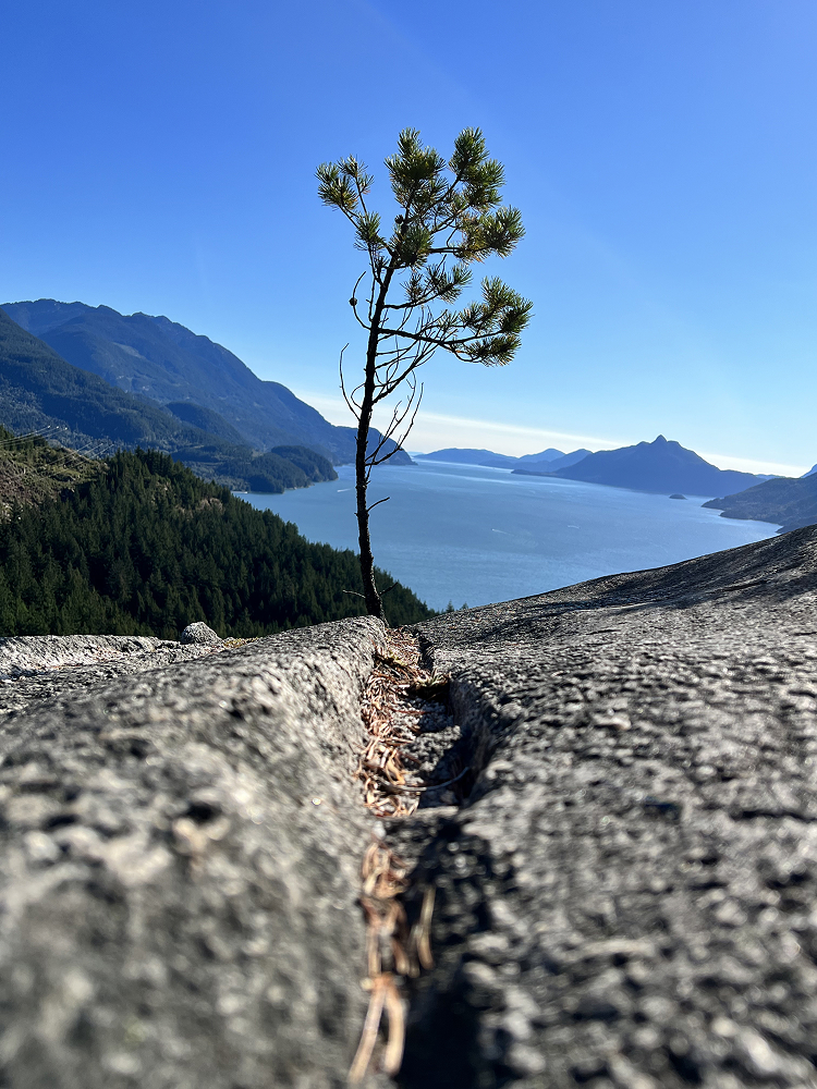 Lone pine tree on a rocky ledge overlooking a blue lake and mountains