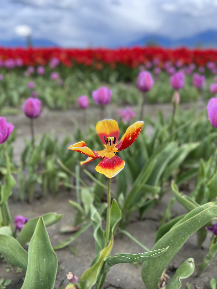 Single orange and yellow tulip standing among pink tulips in a field